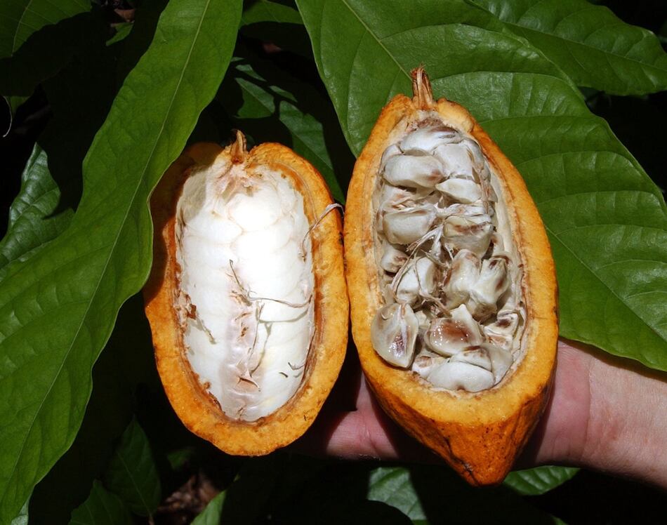 Nicaragua prevé exportar $200 millones a China con entrada en vigor del TLC