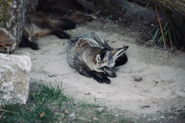 Zorro gris genera brote de rabia en familia mexicoamericana en Sonora, México