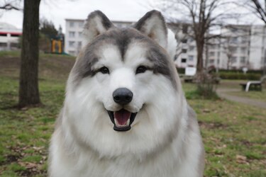 En Japón existe un lugar donde cualquiera puede convertirse en perro