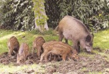 Curiosidades sexuales