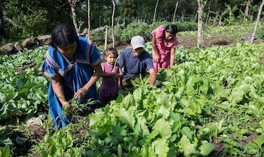 Huertos familiares para mejorar la calidad de vida en comunidades de la Comarca Ngäbe Buglé