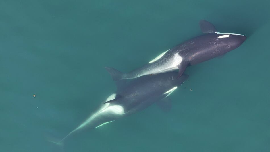 Las orcas fabrican ‘herramientas’ con algas para rascarse unas a otras