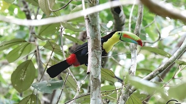 Panamá, galería de aves