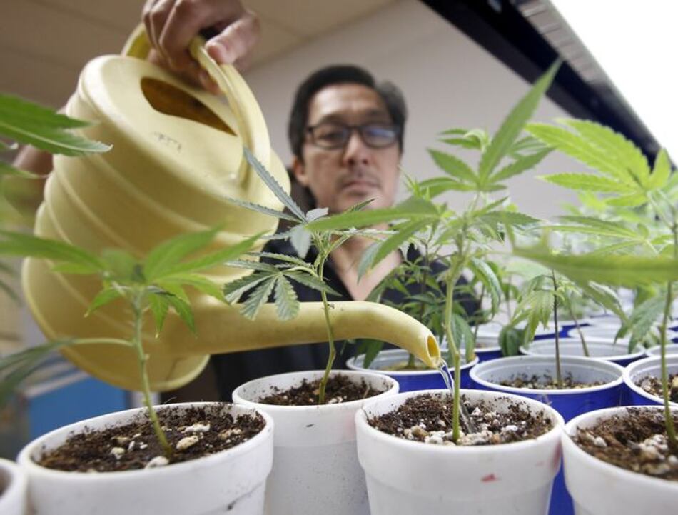 California promulga leyes que regulan el negocio de la marihuana medicinal