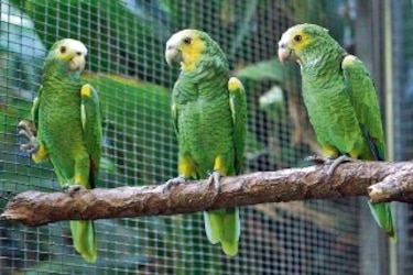 Renace el loro orejiamarillo, especie endémica