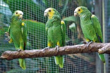 Renace el loro orejiamarillo, especie endémica