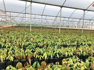 Tecnología israelí a prueba en el campo panameño