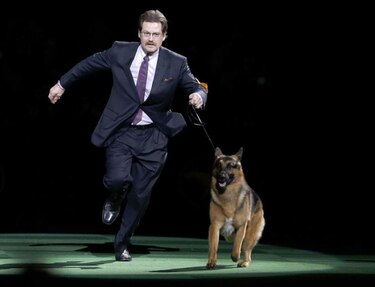 Una pastor alemán conquista al Westminster Kennel Club