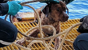 Rescatan a perro que se alejó 220 km nadando desde Tailandia