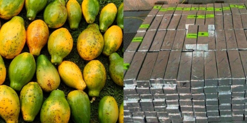 Hallan más de 23 millones en metanfetamina en cargamento de papaya proveniente de México