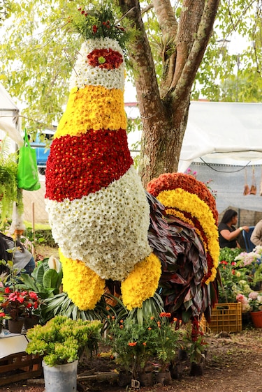Un viaje por el color y el aroma de las flores que adornan las calles de Volcán