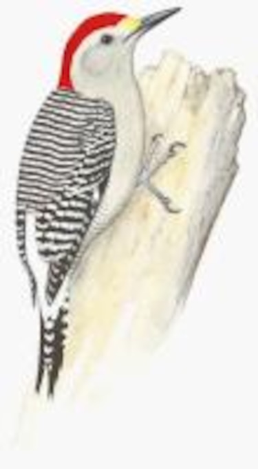 Otros habitantes El pájaro carpintero