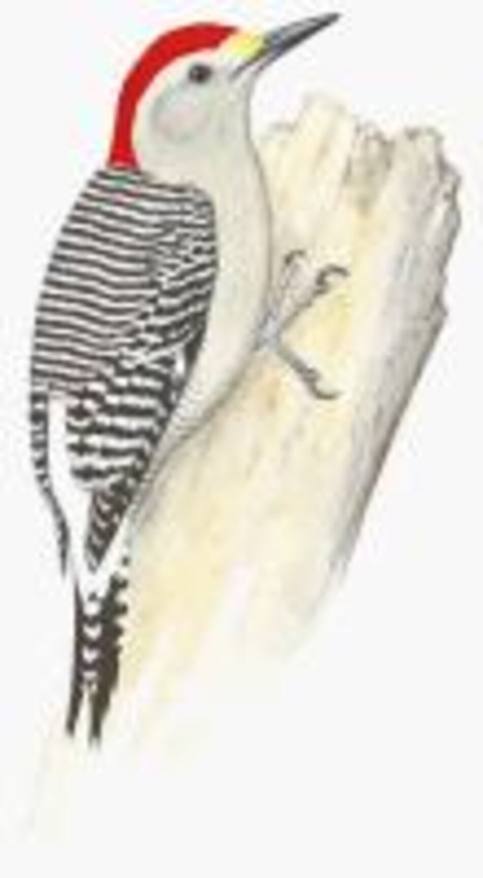 Otros habitantes El pájaro carpintero