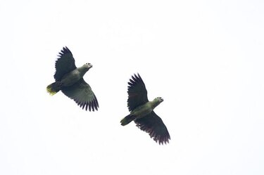 Se observaron casi 6 mil especies de aves durante el 'Big Global Day'