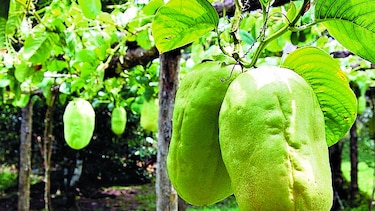 ¿Conoces la granadilla?