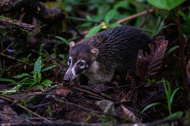Parque Nacional Corcovado: el riesgo por el turismo que enfrenta en Costa Rica una de las reservas naturales más importantes del mundo