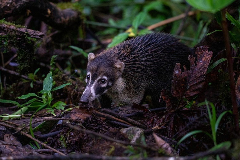 Parque Nacional Corcovado: el riesgo por el turismo que enfrenta en Costa Rica una de las reservas naturales más importantes del mundo