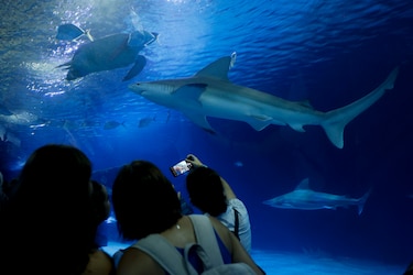El mayor acuario de Europa pone el nombre de Ferran Torres a uno de sus tiburones grises