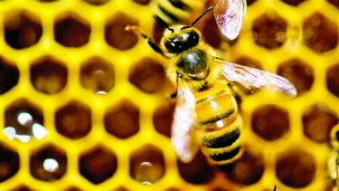 EU propone plan para combatir el descenso de abejas