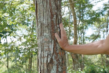 Prediciendo futuros inciertos para paisajes tropicales
