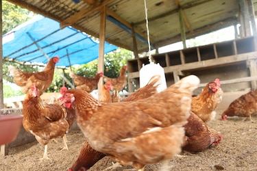 El Canal de Panamá, una ruta con aroma de café