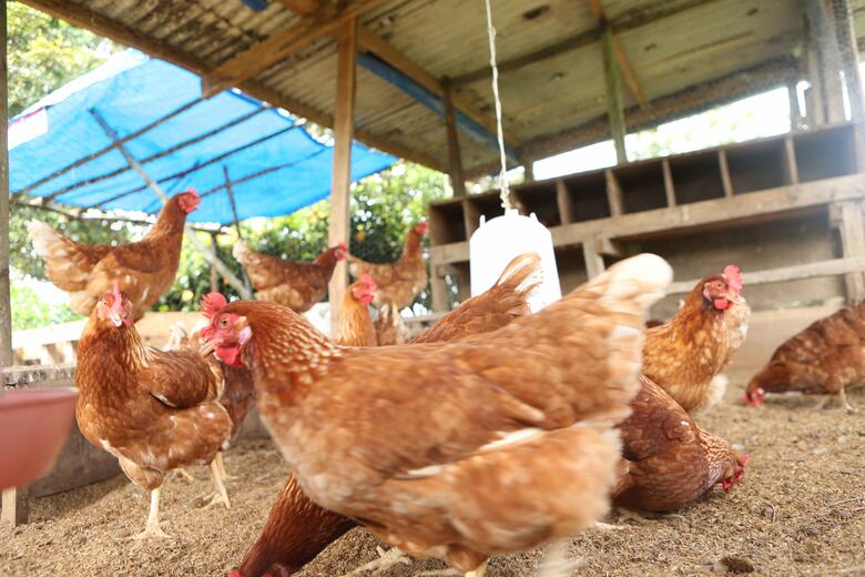 El Canal de Panamá, una ruta con aroma de café