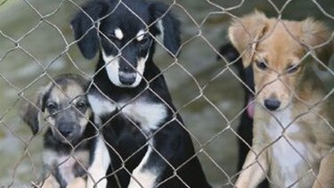 Cárcel por maltratar animales