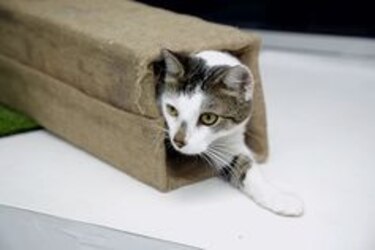 Huésped de cuatro patas