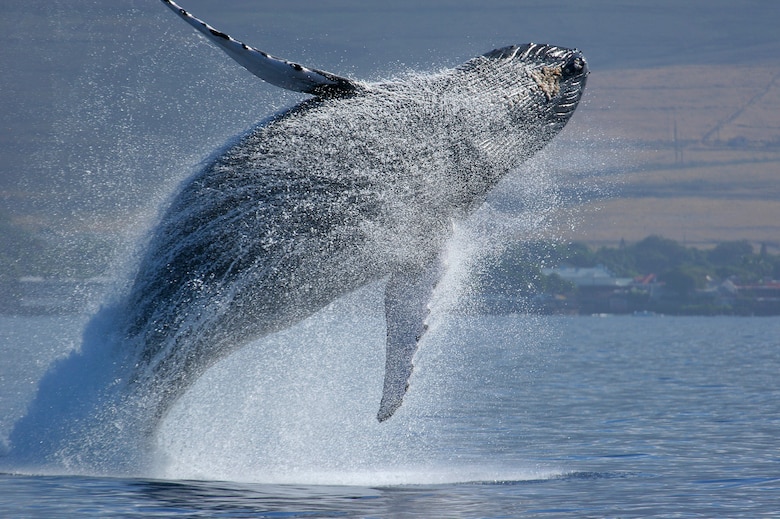 El Corredor Marino del Pacífico Este Tropical