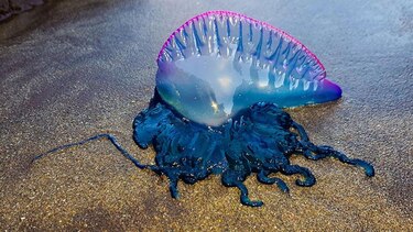 ¿Qué es la fragata portuguesa avistada en una playa de Colón y por qué es tóxica para los seres humanos?