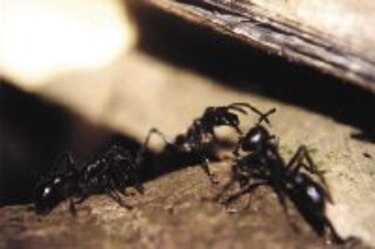 INNOVA La comunicación acústica perfecta