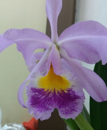 Expo- Orquídea termina en Boquete