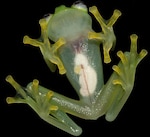 Descubren 'rana de cristal' en Costa Rica