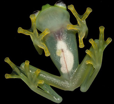 Descubren 'rana de cristal' en Costa Rica