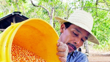 Al rescate del maíz criollo