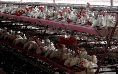 Argentina detecta nuevos casos de gripe aviar en pavos y una gallina