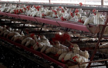 Argentina detecta nuevos casos de gripe aviar en pavos y una gallina