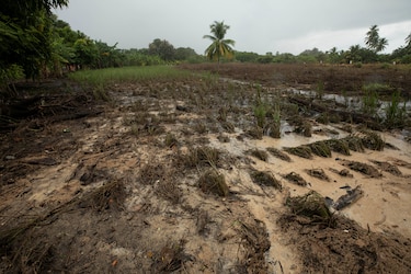 El terremoto pone a prueba la cosecha de 12 mil hectáreas de arroz y la producción de leche 
