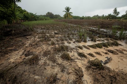 El terremoto pone a prueba la cosecha de 12 mil hectáreas de arroz y la producción de leche 