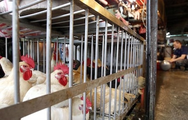 Confirmados 132 casos de H7N9 en China