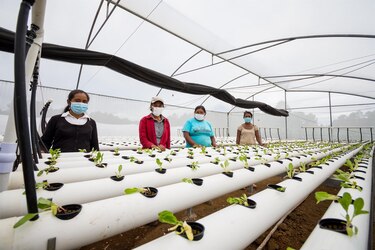 La horticultura promueve vegetales saludables en Centroamérica