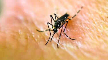 Gorgas y Minsa refuerzan vigilancia de fiebre amarilla en frontera con Colombia