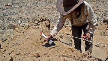 Hallan sepultado en Perú restos de un perro de hace más de mil años