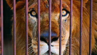 Leones de circo irán a la selva