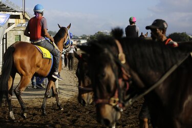 La Serie Hípica del Caribe, el gran evento que cierra el año deportivo en Panamá