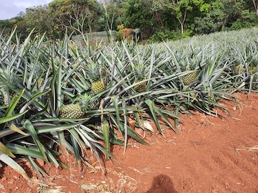 La compañía Kraaijeveld Groente & Fruit, con sede en Rotterdam, ha sido acusado de fraude aprovechándose del COVID, por un pequeño productor de Panamá.