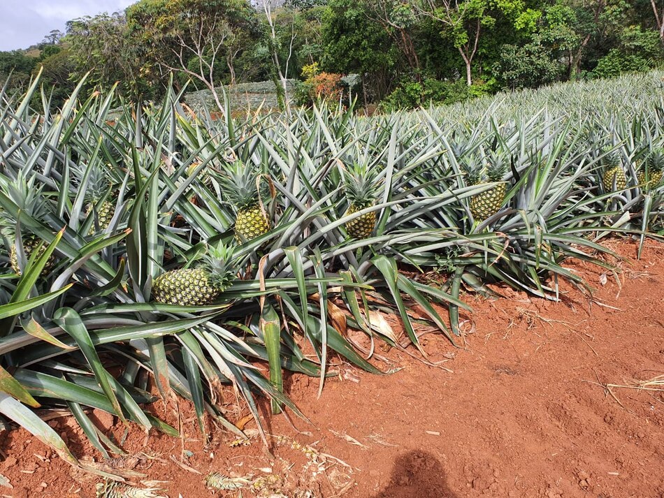 La compañía Kraaijeveld Groente & Fruit, con sede en Rotterdam, ha sido acusado de fraude aprovechándose del COVID, por un pequeño productor de Panamá.