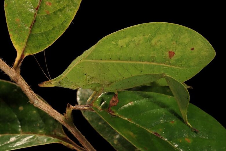 Cómo los cantos de los saltamontes amplían los conocimientos de los investigadores sobre los insectos tropicales