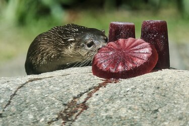 Zoológico de Brasil da helados de carne a los animales para mitigar el calor