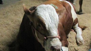 Prohíben la importación de ganado procedente de Centroamérica